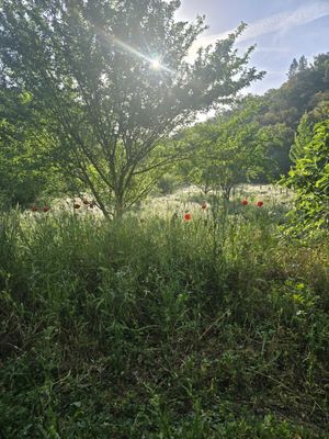 De natuur rond Satvana